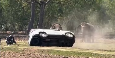 Car Elephant
