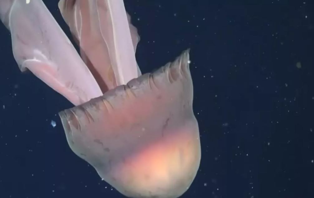 Sa një autobus  shkencëtarët zbulojnë një kandil deti gjigant pranë brigjeve të Argjentinës  VIDEO 