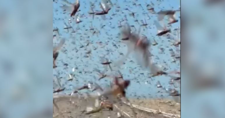 VIDEO  E pazakontë në Sahara  automjetet  goditen  nga një masiv karkalecash