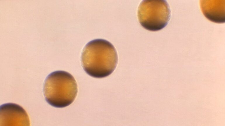 8a57a795 Ap24088777214860