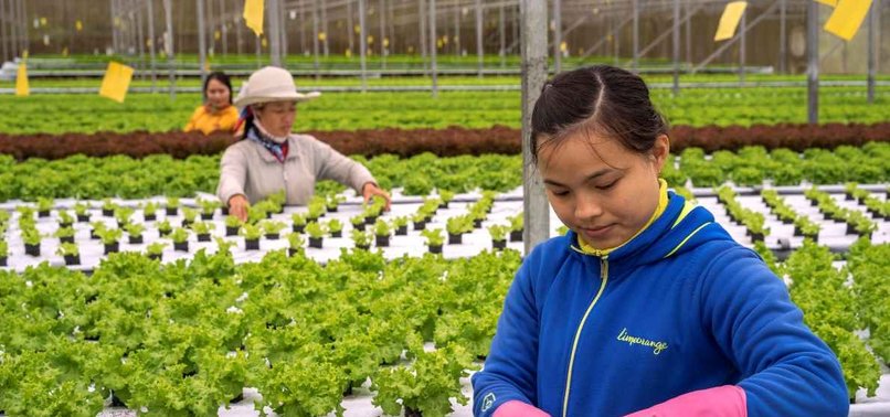 Malajzia prezanton mjete të inteligjencës artificiale për zhvillimin e bujqësisë