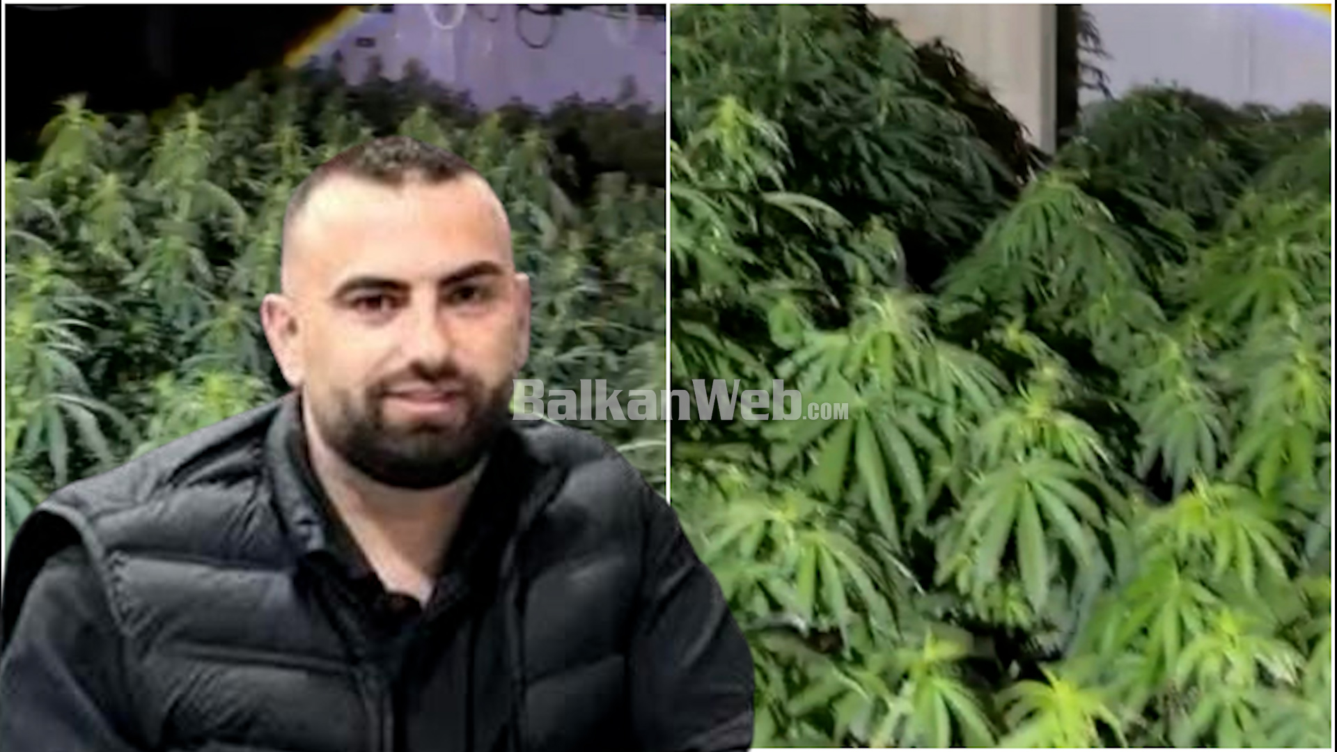 Zbulohen 4 mijë bimë kanabisi brenda një banese në Peqin  dyshohet se i përket drejtorit të burgut të Rrogozhinës  Bilal Hasa