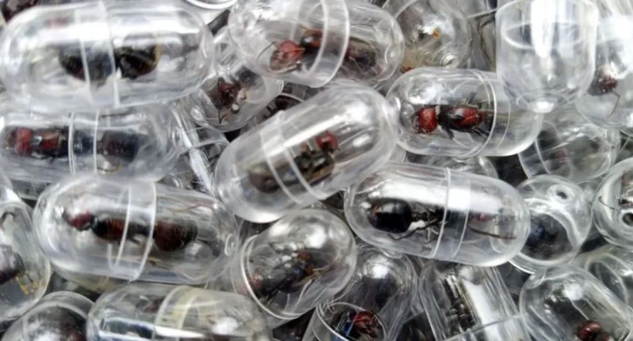 Ndodh dhe kjo  Tentuan të kontrabandonin mbi 2 mijë milingona nga Kenia  arrestohet kinezi dhe ndihmësi i tij