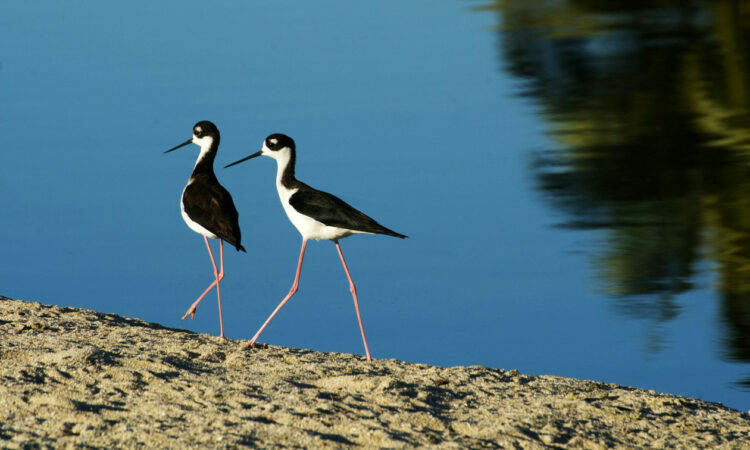 0efd4c8f Hawaiian Stilt U