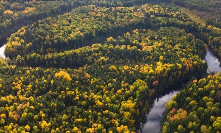 Zbulimi i një pylli prehistorik nën Detin e Veriut rishkruan historinë e Evropës së hershme