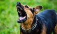 28ff74de B109c792 Yzdullthvhdwlum1m3rze8my Dog Growls