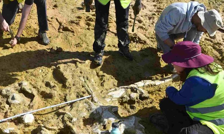 dy-balena-10-milione-vjecare-u-zbuluan-nga-stuhite-dimerore-ne-portugali