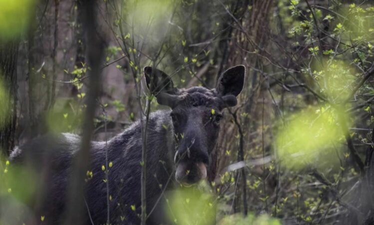 8b88f9d0 Tsernobyl Zoa