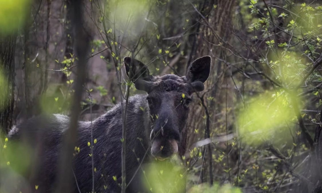 Çernobili 40 vjet më pas: Si natyra fitoi luftën kundër rrezatimit
