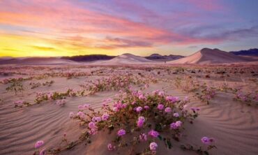 946014ee Kalifornia 2