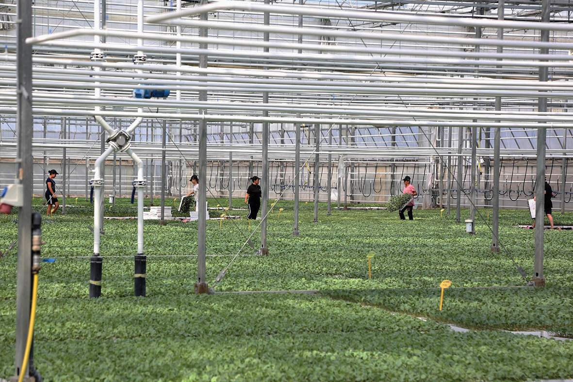 Bujqësia në  koma   importet e ushqimeve rriten me 19  në 3 mujorin e parë