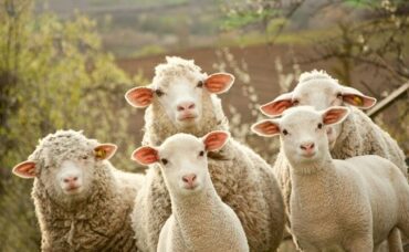 Foto Ilustruese Dele E Qengja