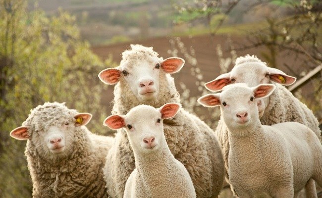 Foto Ilustruese Dele E Qengja