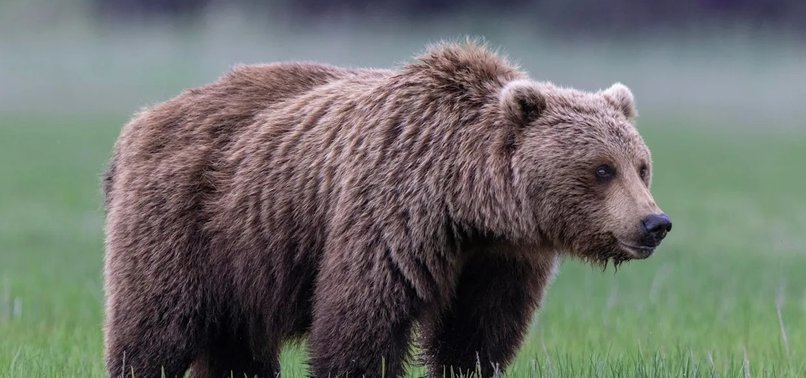 Ariu sulmon për vdekje një grua 58 vjeçare në Poloni