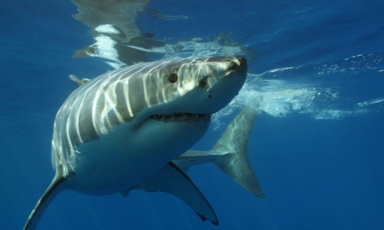 Peshkaqeni sulmon të sapomartuarit në muajin e mjaltit në Maldive