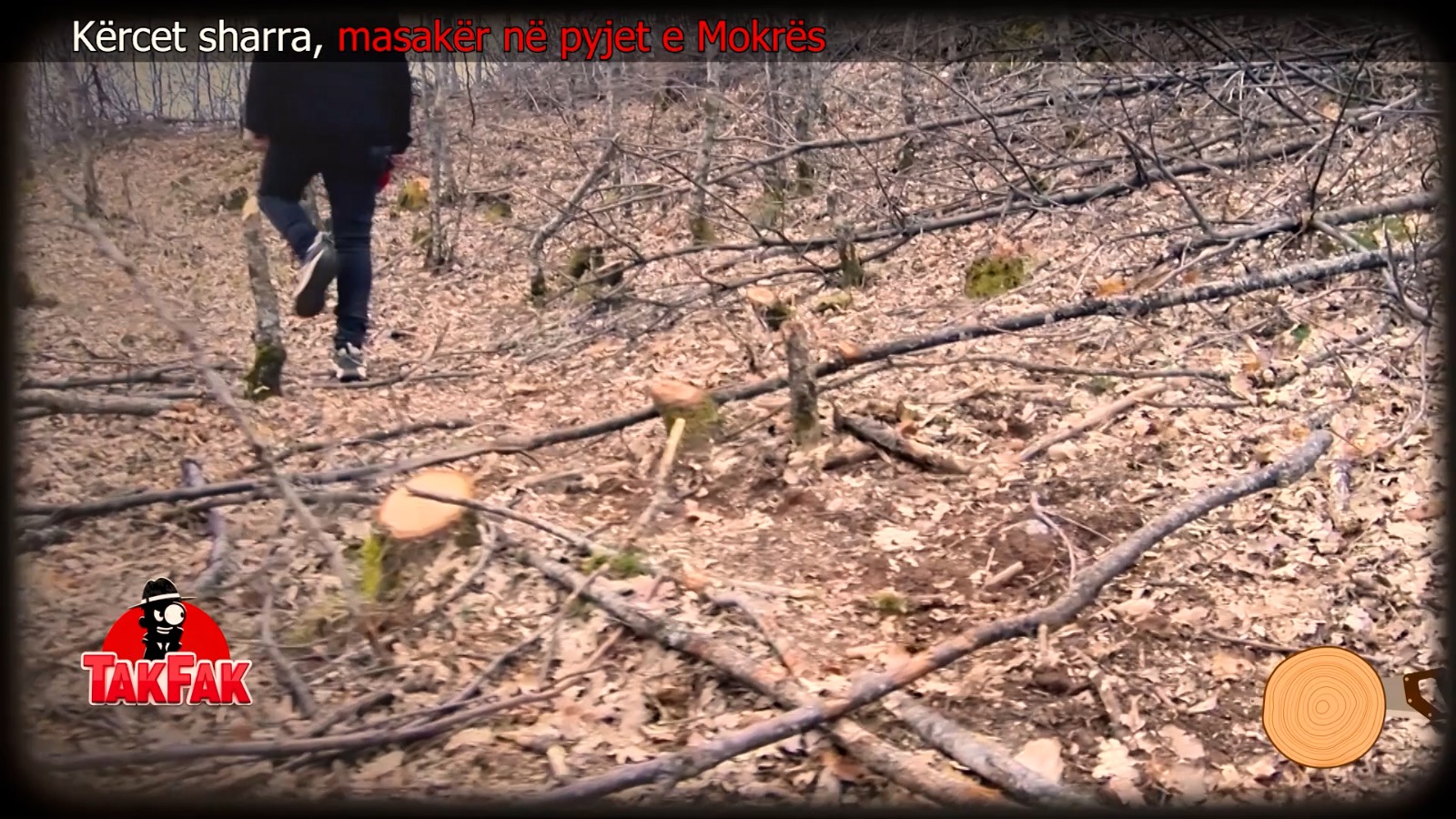 Masakra e pyjeve në Slabinjë: Automjetet transportojnë dru, ndërsa kryeplaku mohon prerjet
