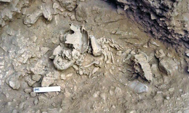 Studim i ri/ Foshnjat Neandertale rriteshin shumë më shpejt se njerëzit modernë