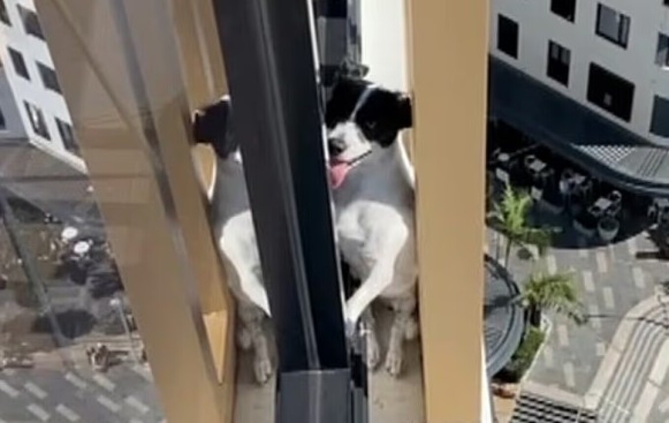 Ishte bllokuar prej ditësh jashtë ndërtesës shumëkatëshe  shpëtimi dramatik i qenit nga kati i 13 të