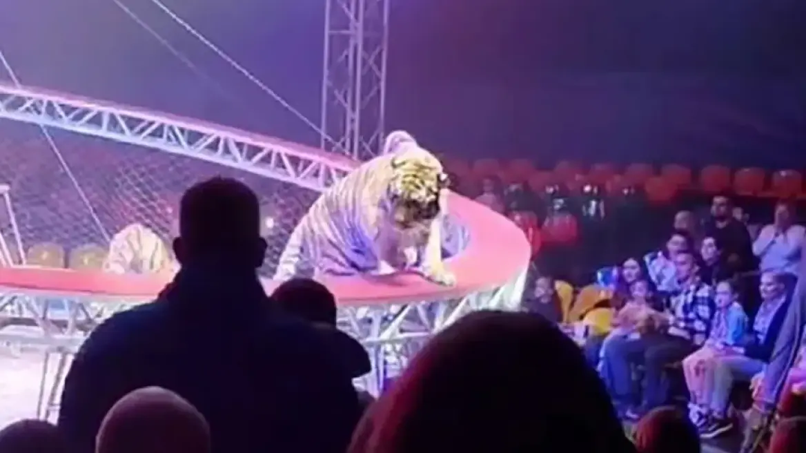 Tmerr në një cirk në Rusi  Tigri del nga rrjeta mbrojtëse dhe del  shëtitje  në sallë