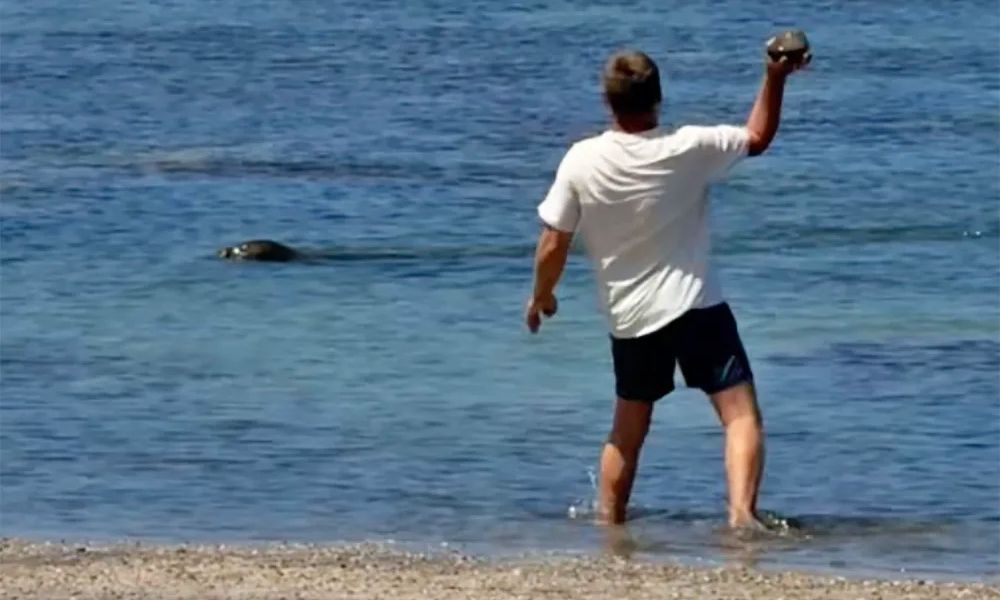  Jam i pasur  mund ta paguaj gjobën    Zemërim në Hawaii  turisti godet me gur fokën e rrallë  arrestohet pas videos virale