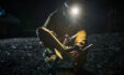 6328972e Ukraine Drones