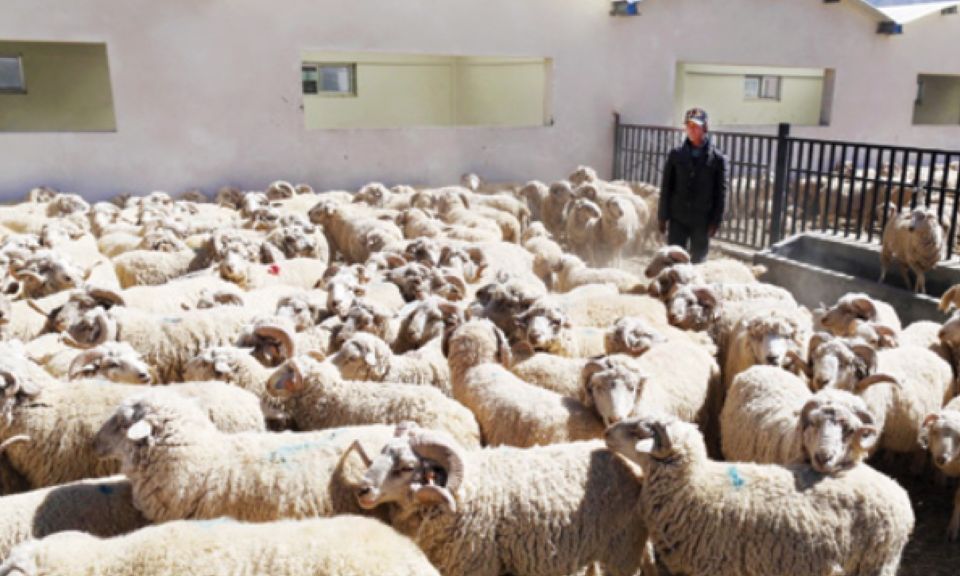 Mbi 700 aplikime dhe 59 milionë shikime  Njoftimi për punë në Kinë bëhet viral  ja çfarë ofrohej