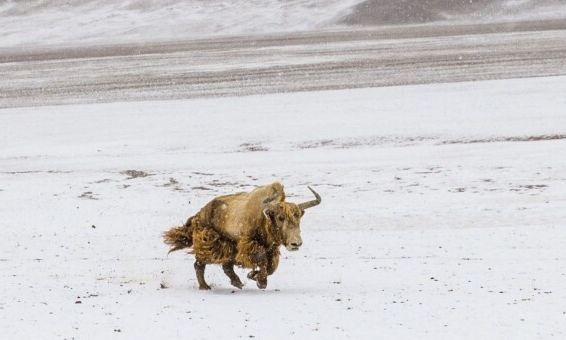 Shpresë për shpëtimin e species në zhdukje  Kina realizon klonimin e parë të jakut të egër