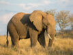 Elefant