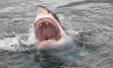 F10a4285 Shark