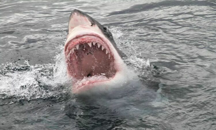 F10a4285 Shark