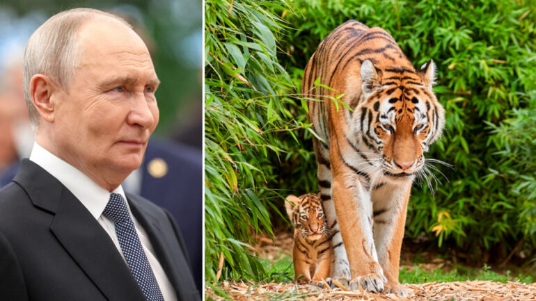 Putin Tigers Arthrou