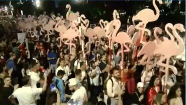 Flamingo