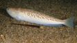 Peshku