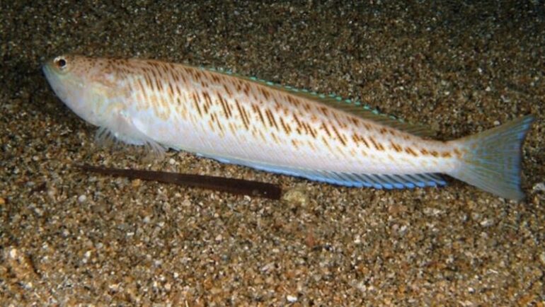 Peshku