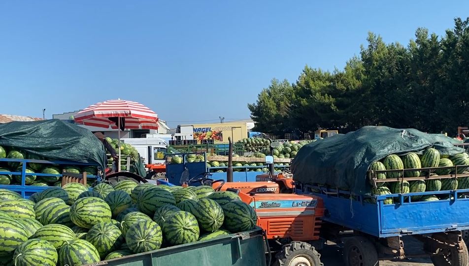 Zero fitime për kultivuesit e shalqirit në fushë të hapur në Divjakë  Fermerët ngrenë alarmin  produktet mbeten pa shitur