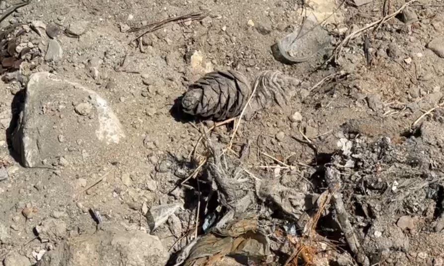 VIDEO  Gjenden granata dore dhe armë e municione në pyllin e Sodës  dyshohet se 