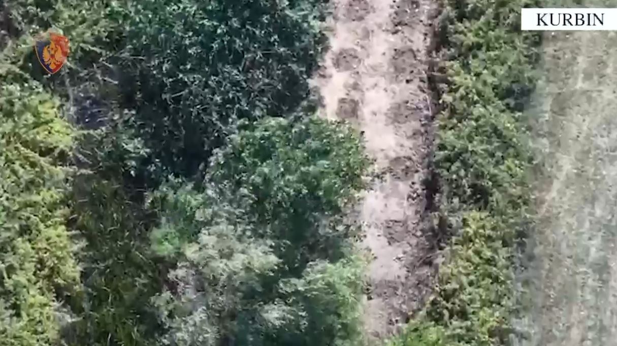Zbulohen qindra bimë kanabis në Mirditë  tre persona përfundojnë në pranga
