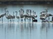 Flamingo Ne Ligatinen Brenda Peizazhit Te Mbrojtur Vjose Narte. Foto Geri Emiri 2 2048x1536
