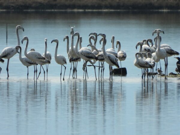 Flamingo Ne Ligatinen Brenda Peizazhit Te Mbrojtur Vjose Narte. Foto Geri Emiri 2 2048x1536