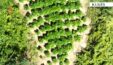 Kukes