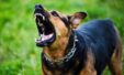 B109c792 Yzdullthvhdwlum1m3rze8my Dog Growls