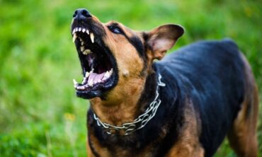 B109c792 Yzdullthvhdwlum1m3rze8my Dog Growls