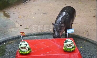 Bcaceccb Hippo
