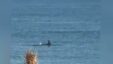 Delfin