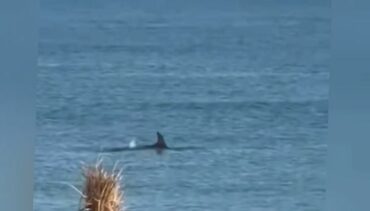 Delfin