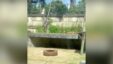Man Zoo Brazil 768x432