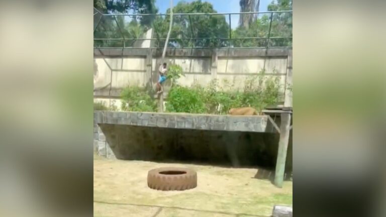 Man Zoo Brazil 768x432