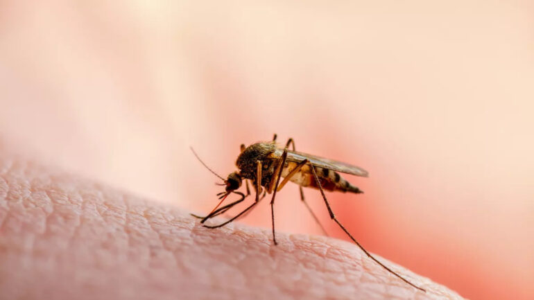 Mosquito Kounoupi 1483138139 1