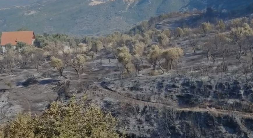 Flakët shkrumbuan ullishtet  vunë në rrezik shtëpitë dhe bizneset në Krujë  Dëshmia e banorit  Zjarrfikëset erdhën shumë vonë    
