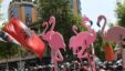 44305197 Teilnehmer Der Flamingo Proteste In Albaniens Hauptstadt Tirana 2kqp8wwdpn70